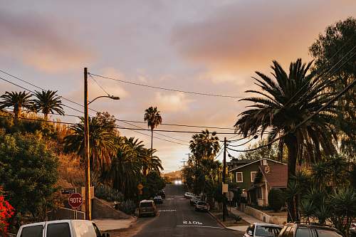 palm tree cars parked at the road arecaceae